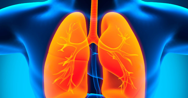 Scientists successfully developed lung 'mini'