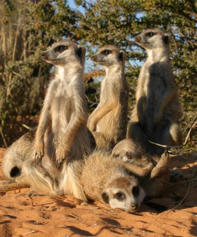 Scientists suspect the link between herd and intelligent intelligence in predators