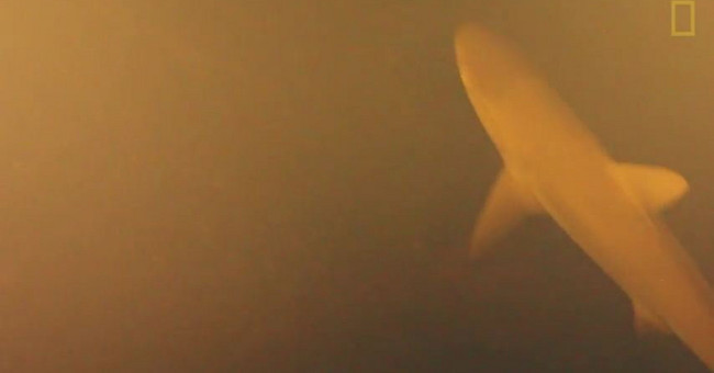 Scientists unexpectedly saw this when placing cameras in the volcanic volcano