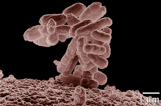 Scientists use E. coli to store data