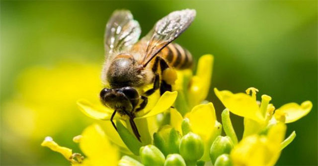 Scientists want to turn bees into an army that specializes in detecting explosives and radioactivity