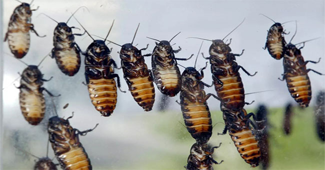 Scientists want to use cockroaches to find victims in collapsed buildings