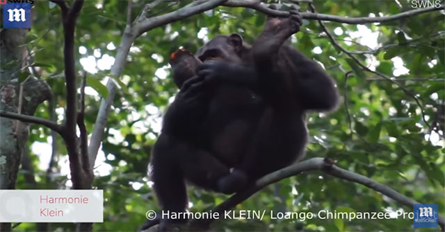 Scientists were surprised to see chimpanzees eating turtles