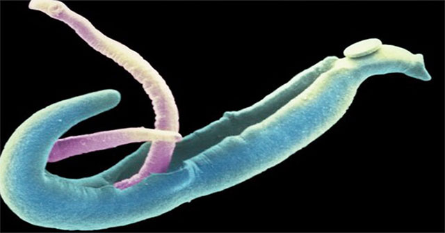 Score 4 'monsters' in your body