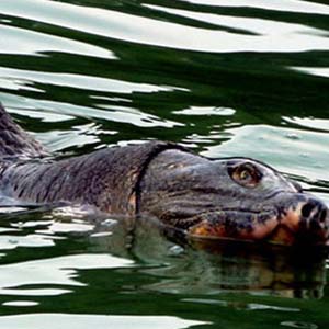 Scores of pitiful images about Specific Turtle of Sword Lake