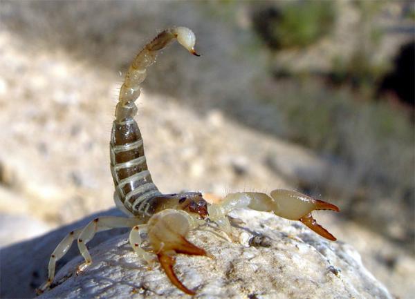 Scorpion at 'Evolution gorge'