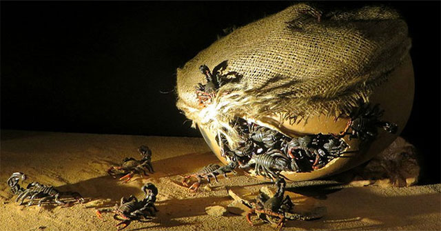 Scorpion bombs and deadly biological weapons