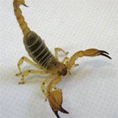 Scorpion: The talented architect in the desert