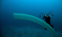 Scuba diving with 'ocean unicorns'