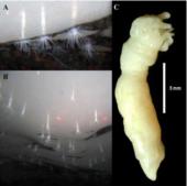 Sea anemones live under Antarctic ice