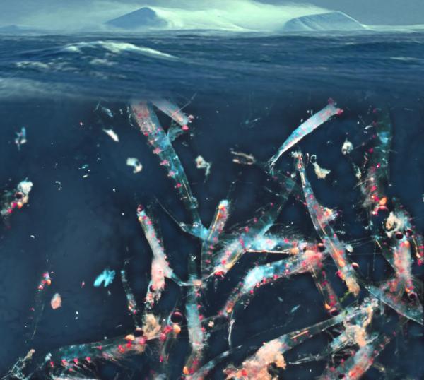 Sea carbon: Hypothesis is rich in iron