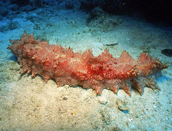 Sea cucumber - new 'weapon' against malaria