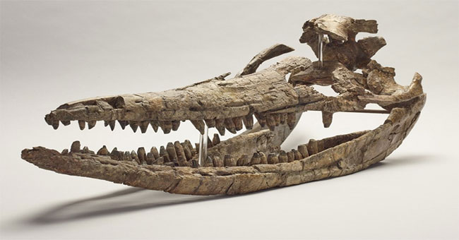 Sea dragon fossils dominate the Jurassic ocean