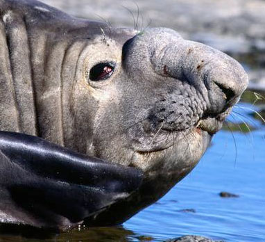 Sea elephants become Arctic explorers