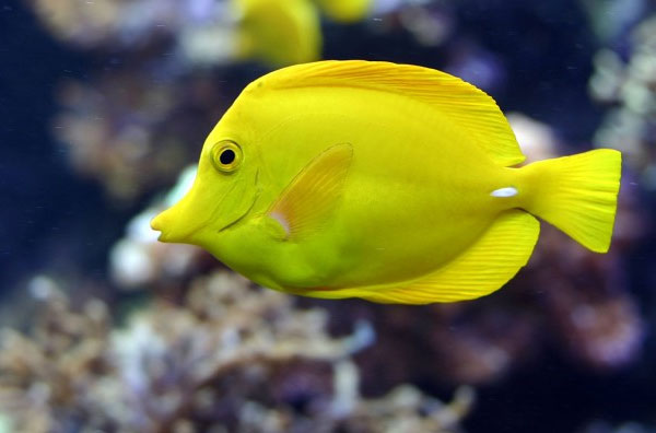 Sea fish are descendants of river fish?