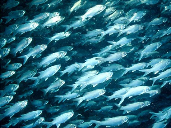 Sea fish are increasingly exhausted due to the hot sea