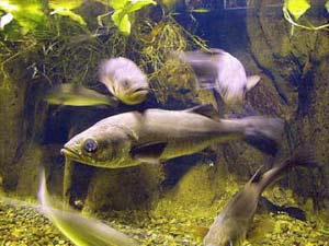 Sea fish is only enough for 50 years