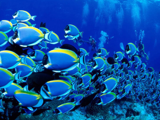 Sea fish will move where?