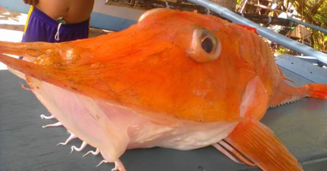 Sea fishing 'armored' rare and precious fishermen