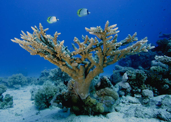 Sea is the main pillar of sustainable economic development