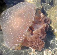 Sea jellyfish is a complex set of genes