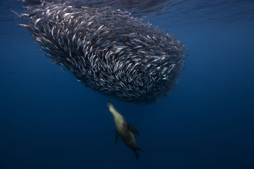 Sea life in Mexico