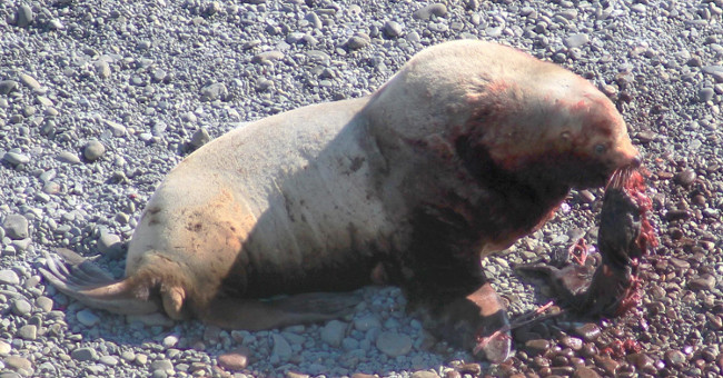 Sea lions kill, eat baby meat that makes experts confused