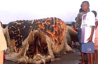 Sea monsters stranded in Guinea
