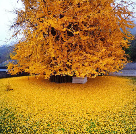 Sea of ​​yellow leaves from 1,400-year-old fan tree