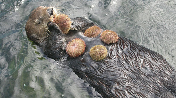 Sea otters 'protect the earth'