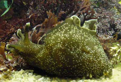 Sea rabbit Aplysia