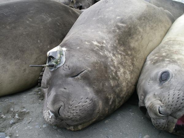 Sea seals help provide climate data