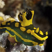 Sea slug blooming under the ocean (1)