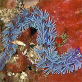Sea slug blooming under the ocean (2)