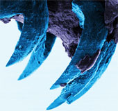 Sea slugs can be the hardest biological material in the world