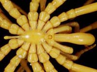 Sea spider sucks live prey