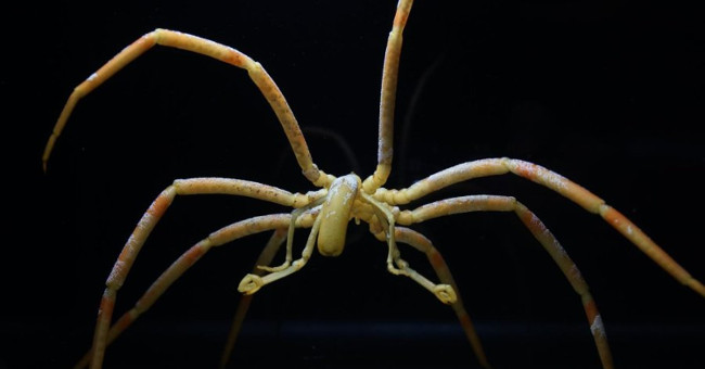 Sea spider uses blood to pump blood and oxygen to feed the body