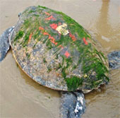Sea turtles are heavy near the fishing net