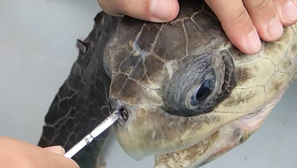 Sea turtles are painful when the 12cm suction tube is removed from the nose