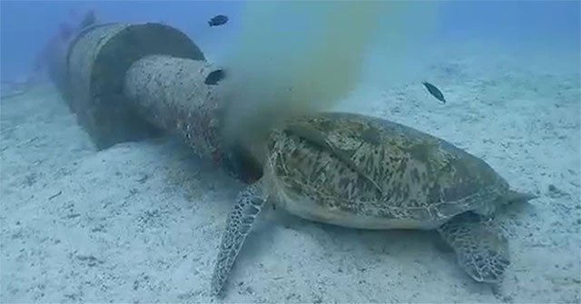 Sea turtles get their heads in water pipes to eat waste