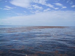Sea without Sargasso shore (Algae tail)