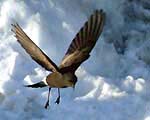 Seabirds are polluting the Arctic