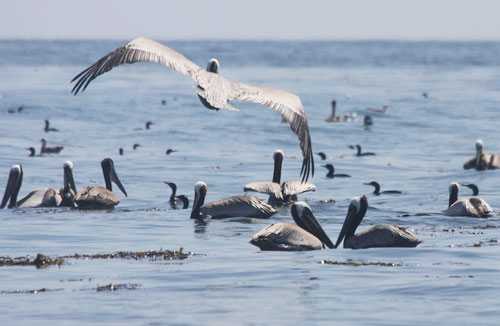Seabirds can predict El Nino
