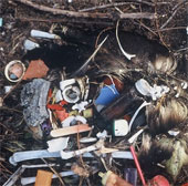 Seabirds will die slowly by swallowing plastic waste