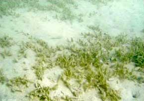Seagrass is found in Kien Giang waters