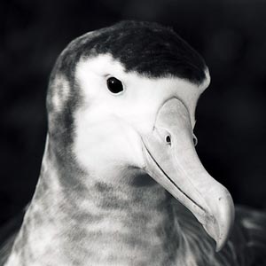 Seagull is the rarest in the world