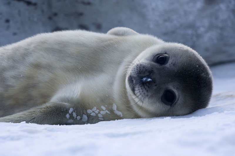 Seals can become extinct due to climate change