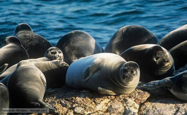 Seals die mass at the coast of Kazakhstan