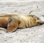 Seals only sleep with half a brain