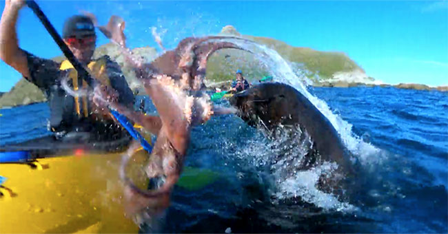 Seals slapped octopus on human faces on boats